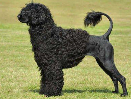 כלב Portuguese Water Dog (צילום: באדיבות המרכז הישראלי לכלבים בכפר אחים)